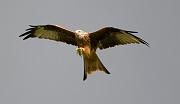 RedKite 19